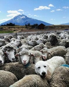 Картинка свободный доступ интернета.