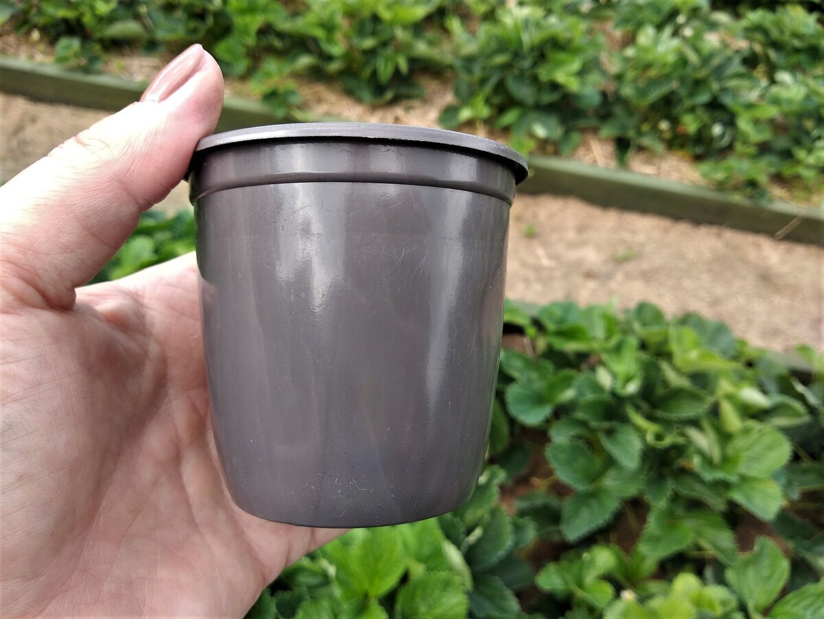 Такие стаканчики для укоренения клубничных усов мне понравились.