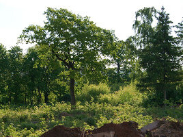 Свободный источник