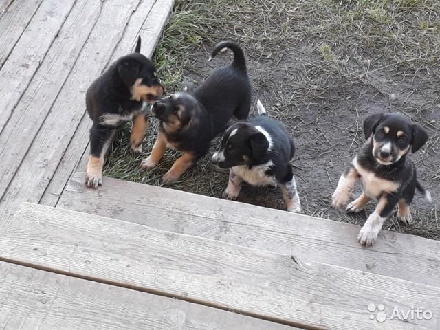 Фото из Авито