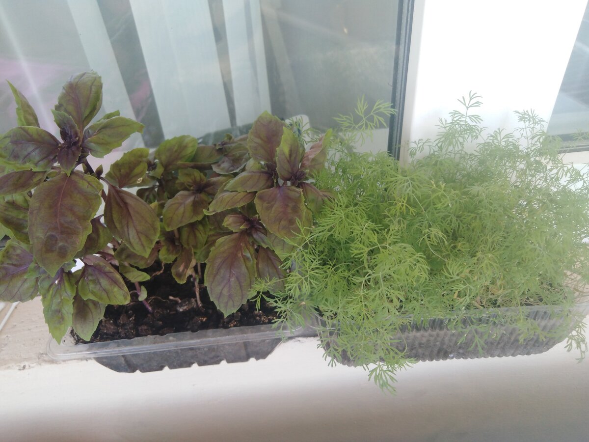 Базилик и укропчик