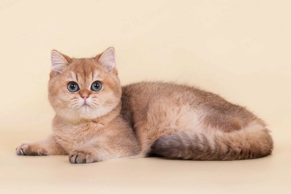 картинка из открытых источников в интернете для иллюстрации