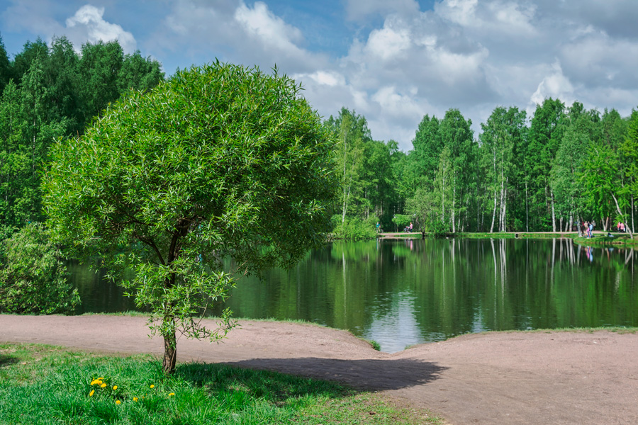 Третий парк петербург. Парк Сосновка в Санкт-Петербурге. Сосновский парк СПБ. Лесопарк Сосновка. Парке Сосновка СПБ.