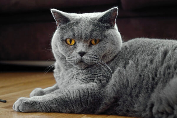 фото шартреза