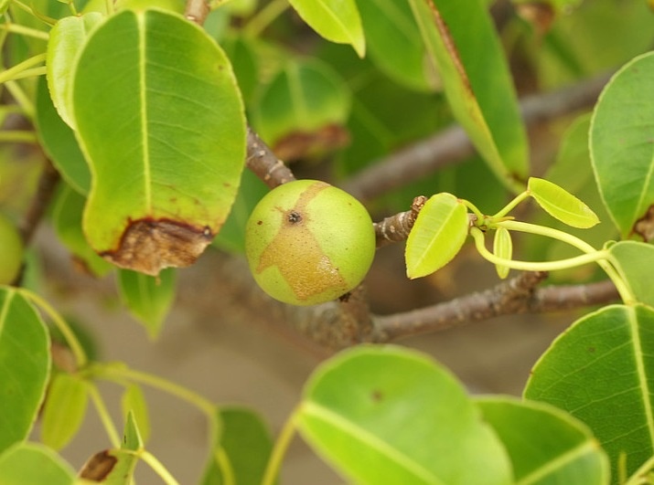 Плод манцинеллы