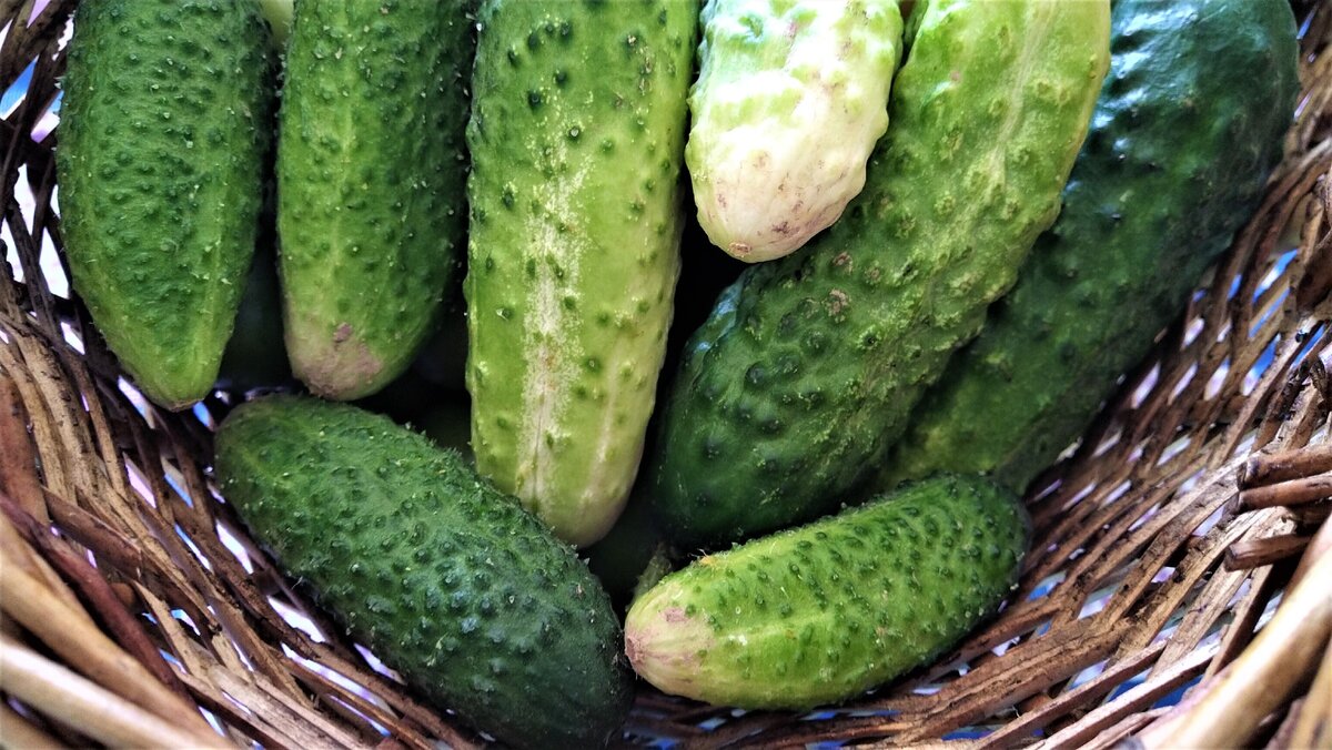 Огурцы для консервирвоания