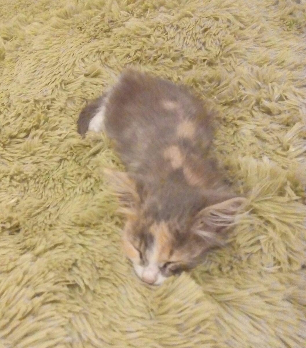 Василиса. Отмыта, откормлена. Фото автора 