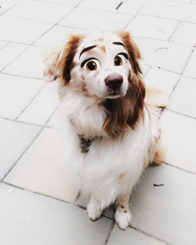 Фотография пользователя https://www.instagram.com/lila_the_aussie/