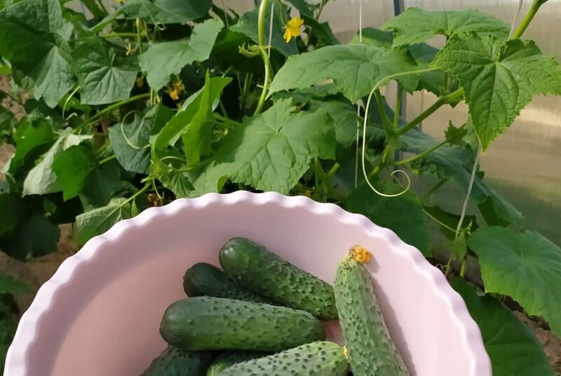 Все лето собирала огурцы.