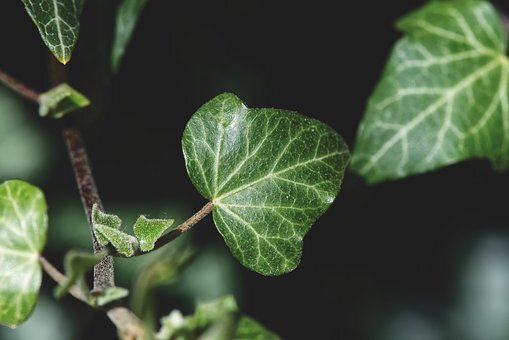 https://cdn.pixabay.com/photo/2019/04/24/12/35/ivy-4152057__340.jpg