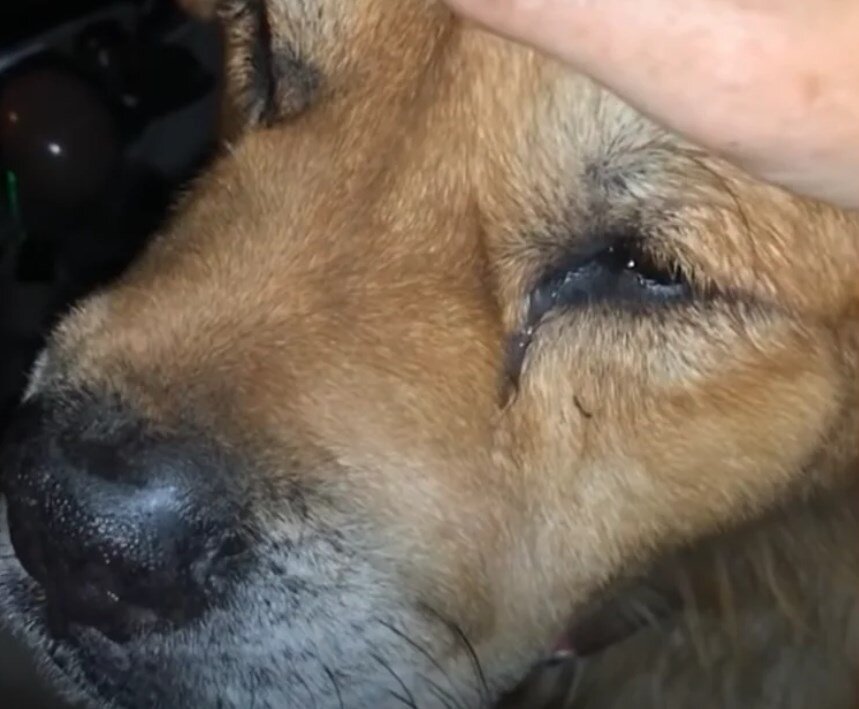 Мальчик гладит Графа