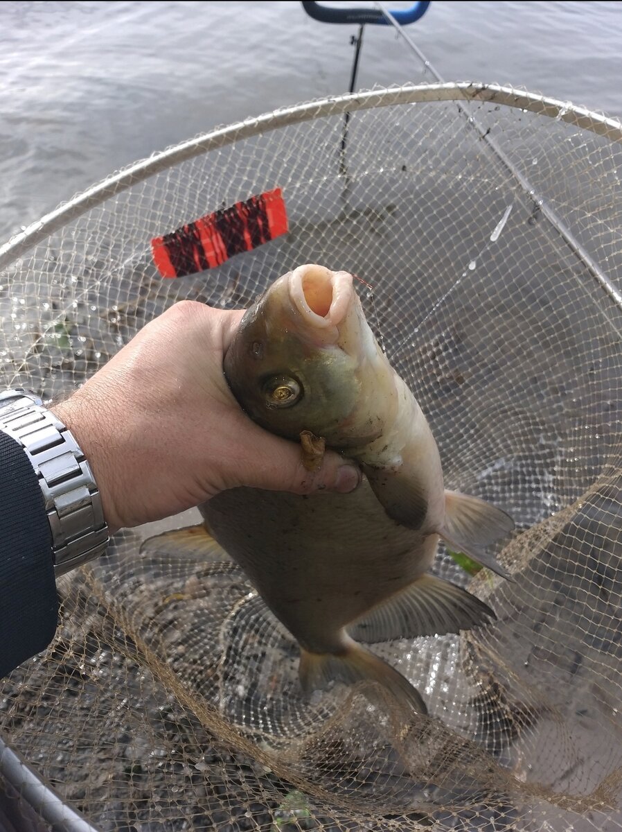 Второй красавец