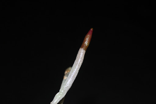 Розовый оттенок у растущих концов.( нормальное явление)