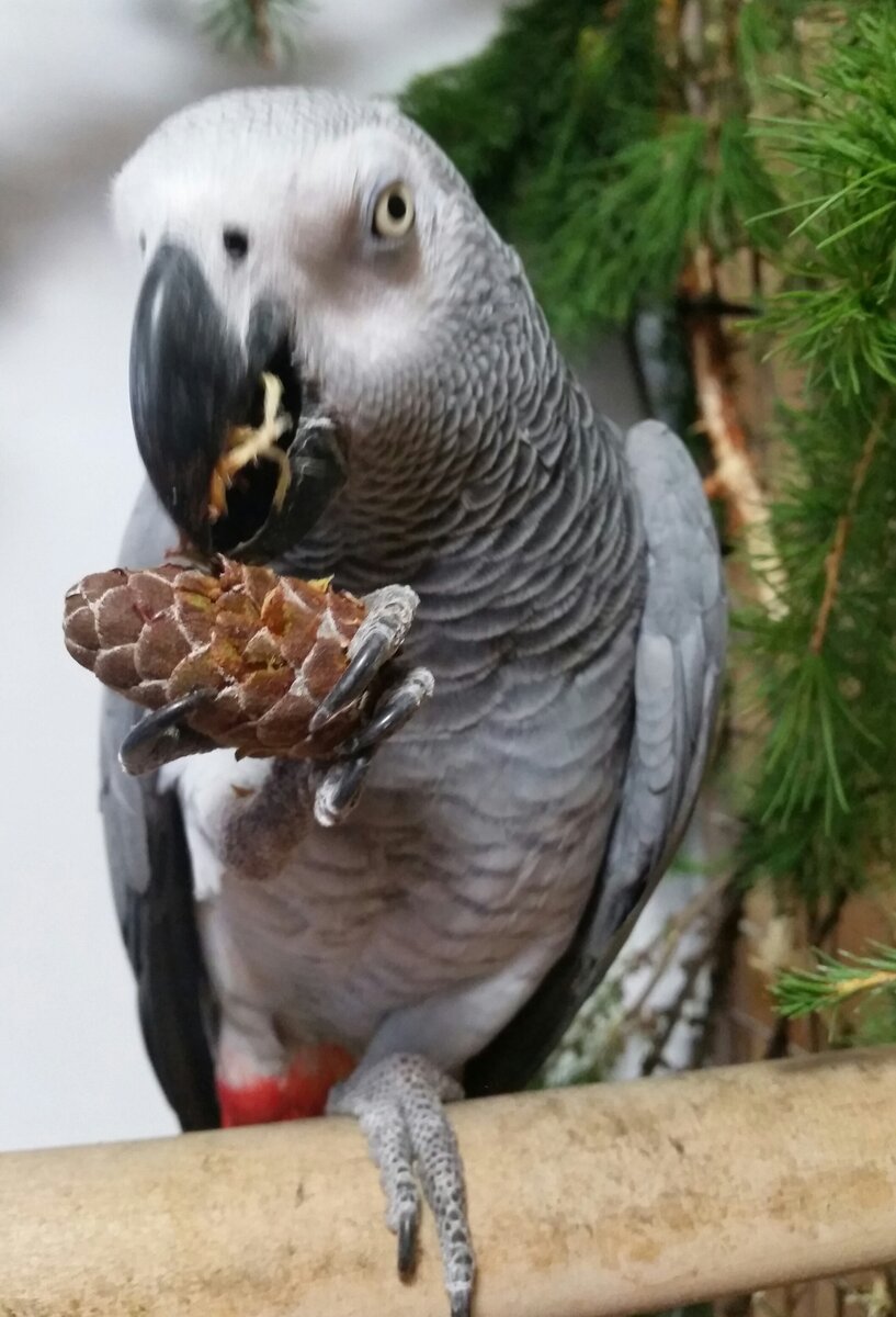 хвоя для попугаев. можно ли попугаю шишку. игрушка для попугая из шишки. липома у волнистоготпопугая. можно ли попугаю шишку.