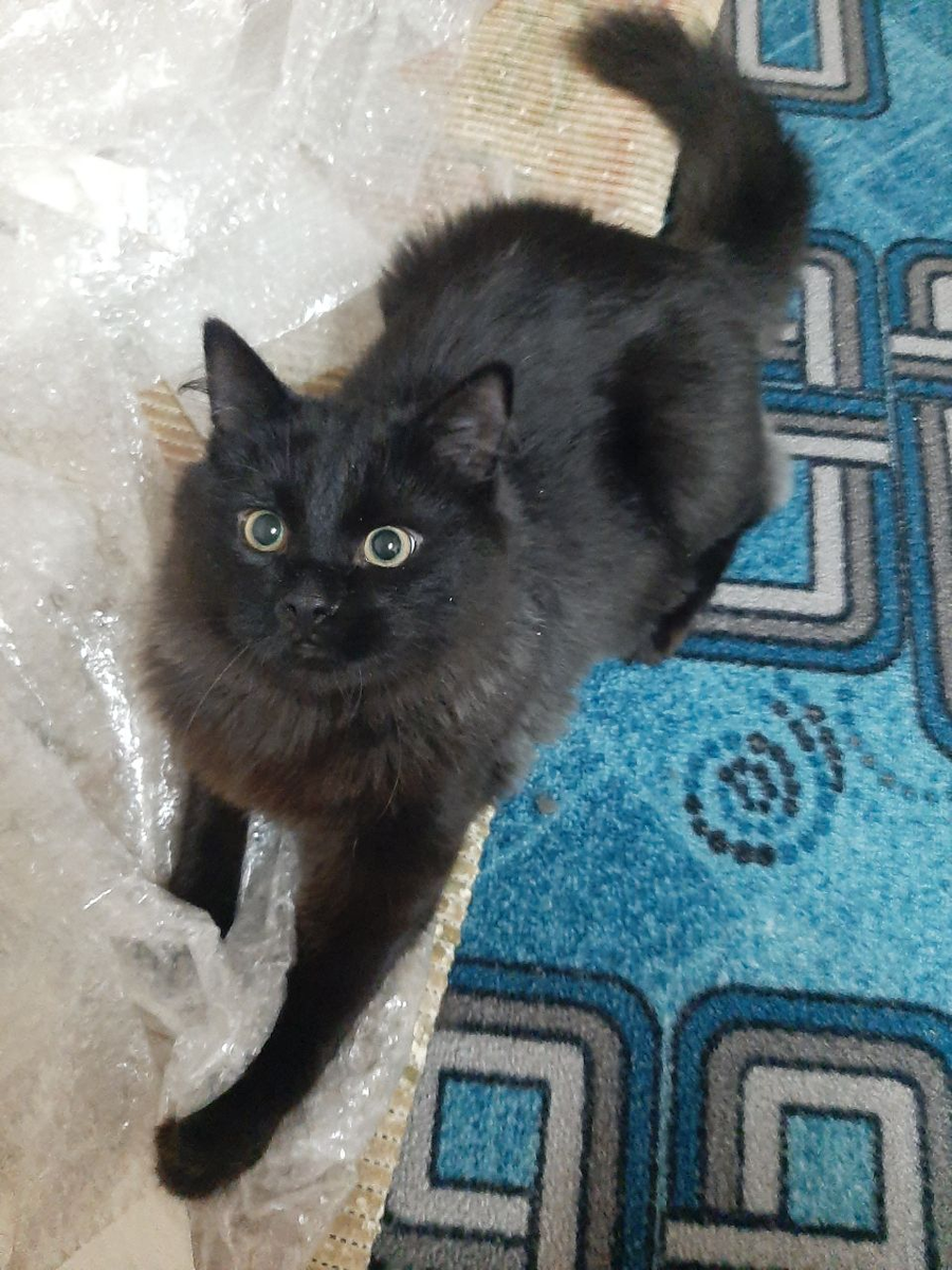 Тот самый чёрный кот, Вечерок!