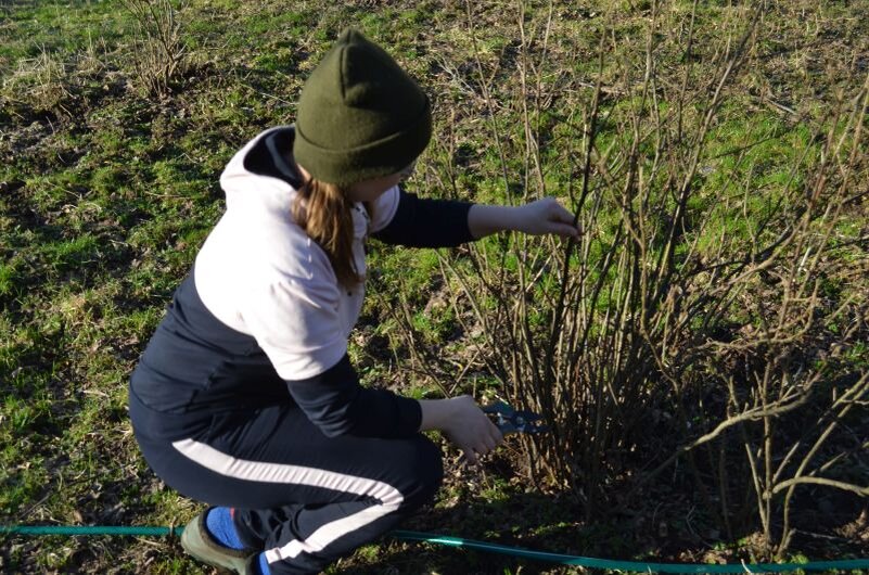 Вот такой куст смородины в саду.