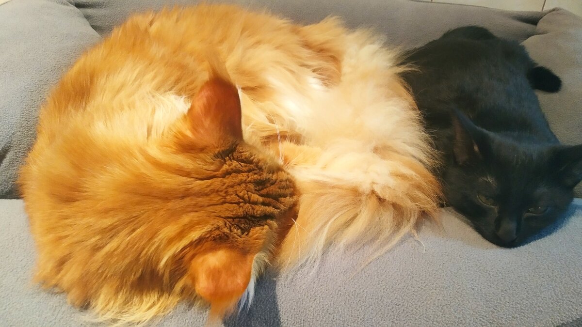 Мейн кун Стёпа и кот Тихон.