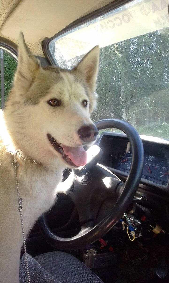 - Да погодите вы, дайте шоу досмотреть!