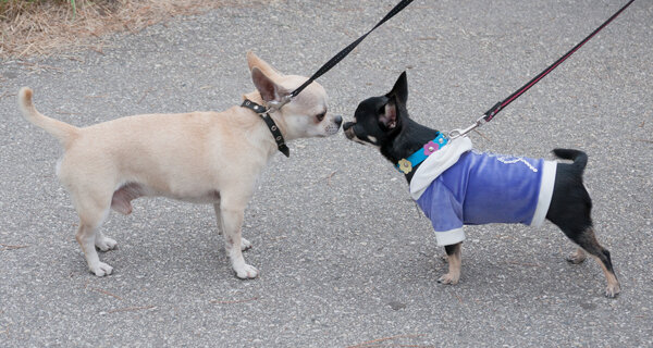 Фото из интернета: а так приветствуют друг друга наши четвероногие)