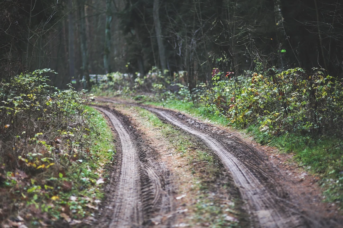 Дорога в лесу. Лесная дорога. Тропинка в лесу. Заброшенная дорога в лесу.