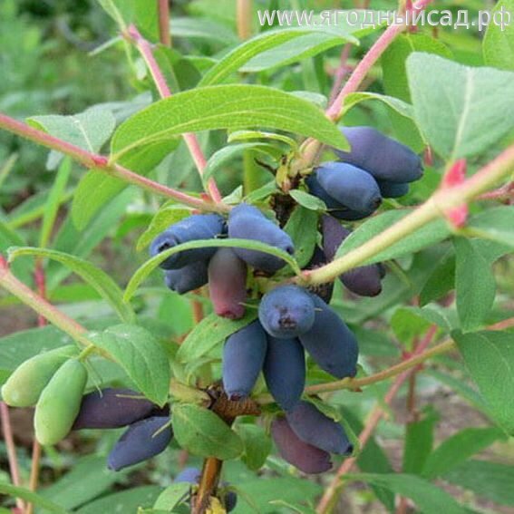 Это мой первый урожай...