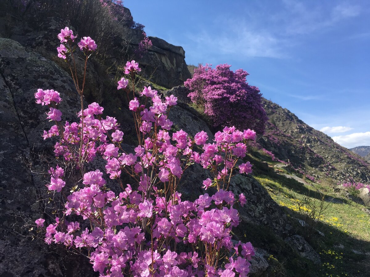 Местные называют этот цветок - "алтайская сакура" Фото: Наталья Мамешина