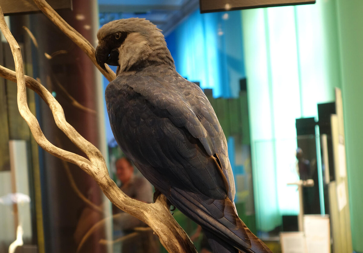 Голубой ара. Источник фото: Википедия