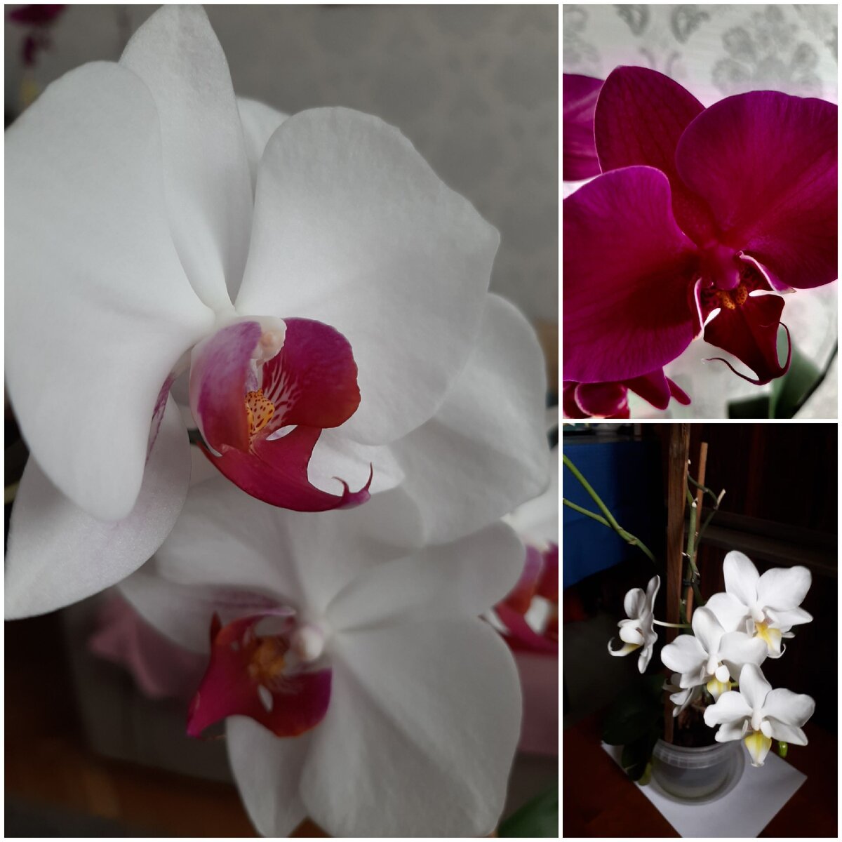 фото орхидеи зимняя вишня