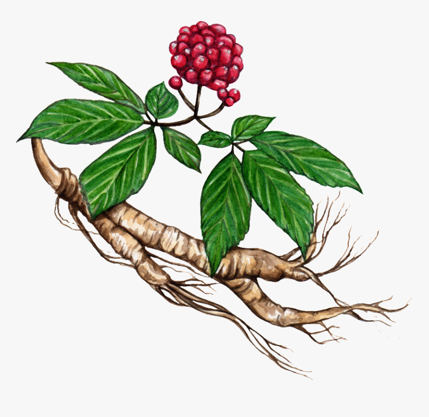 Женьшень настоящий (Panax ginseng)