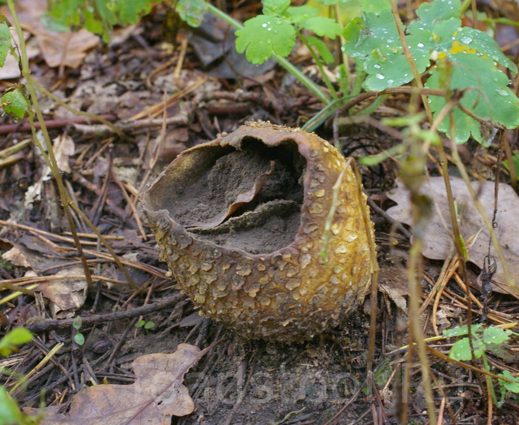 Сенсационная находка в зрелости (фото И.Лебединского)