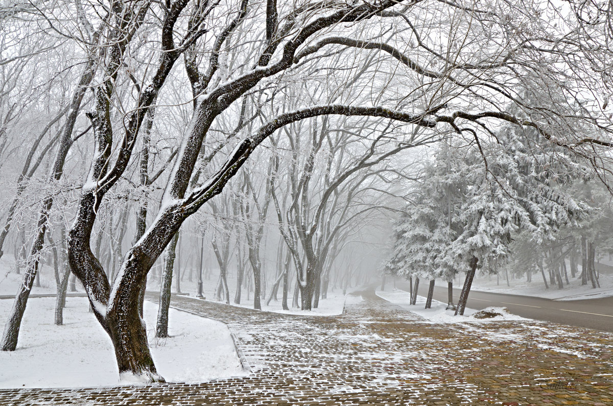 Яндекс картинки