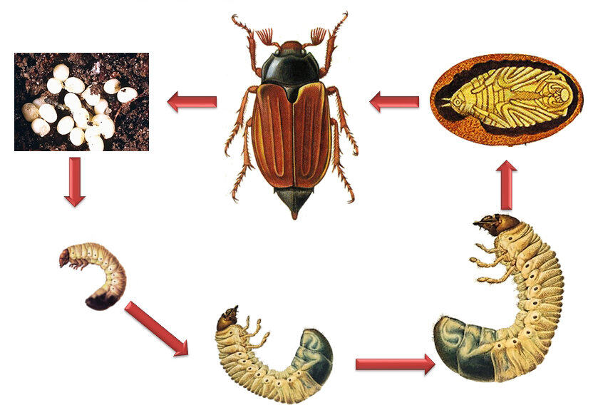Жизненный цикл майского жука. Цикл развития майского жука схема. Стадии развития майского жука. Стадии развития Жуков с полным превращением.