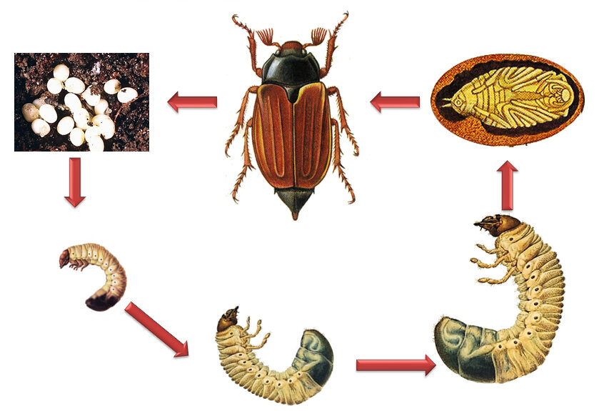 Стадии развития насекомых. Стадии развития майского жука схема. Цикл развития майского жука. Жизненный цикл майского жука. Стадий развития майского жука.
