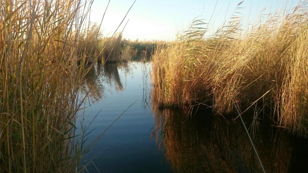 фото для оформления  с сайта goldsandhills.ru