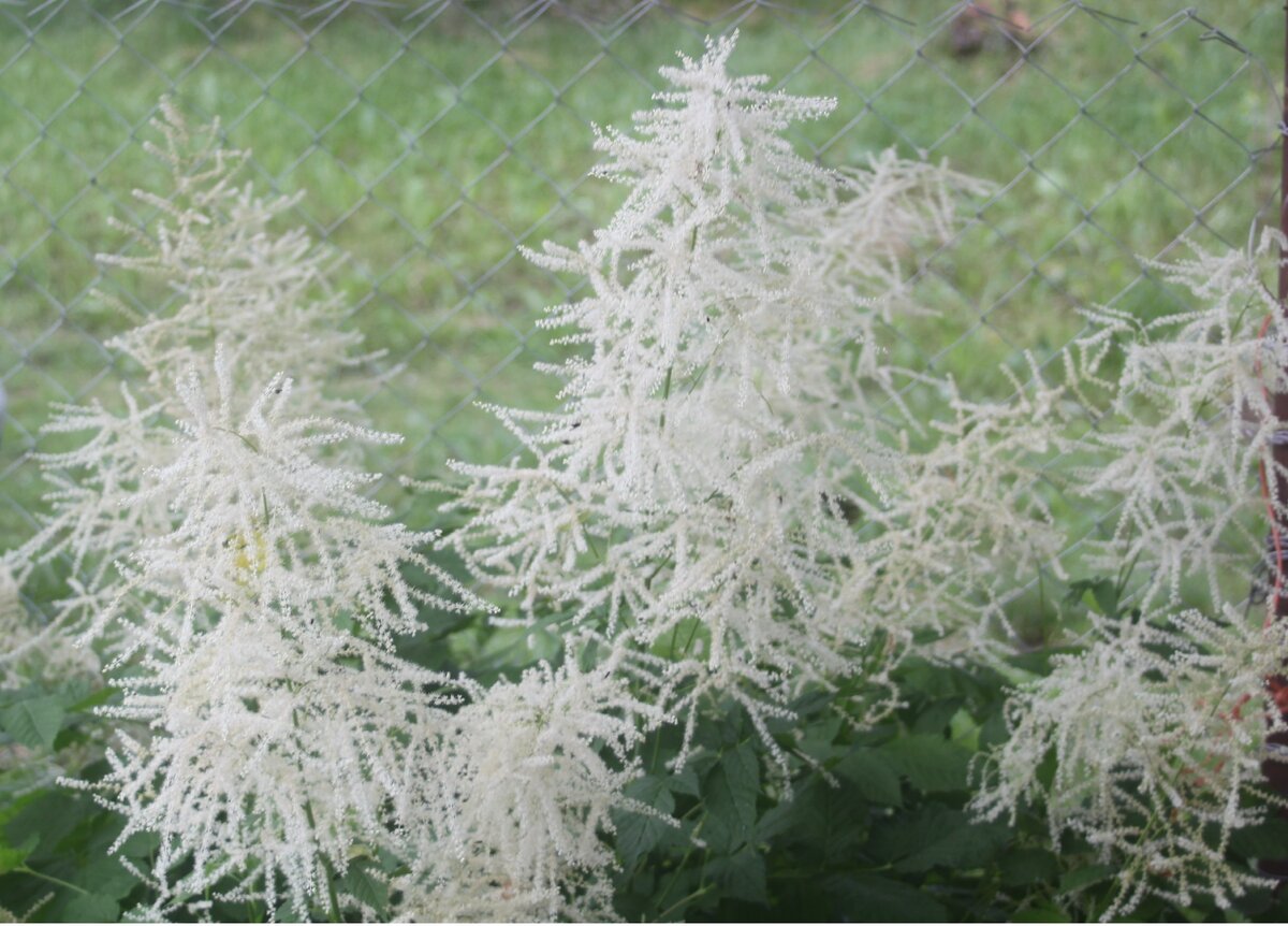 Соцветия астильбы