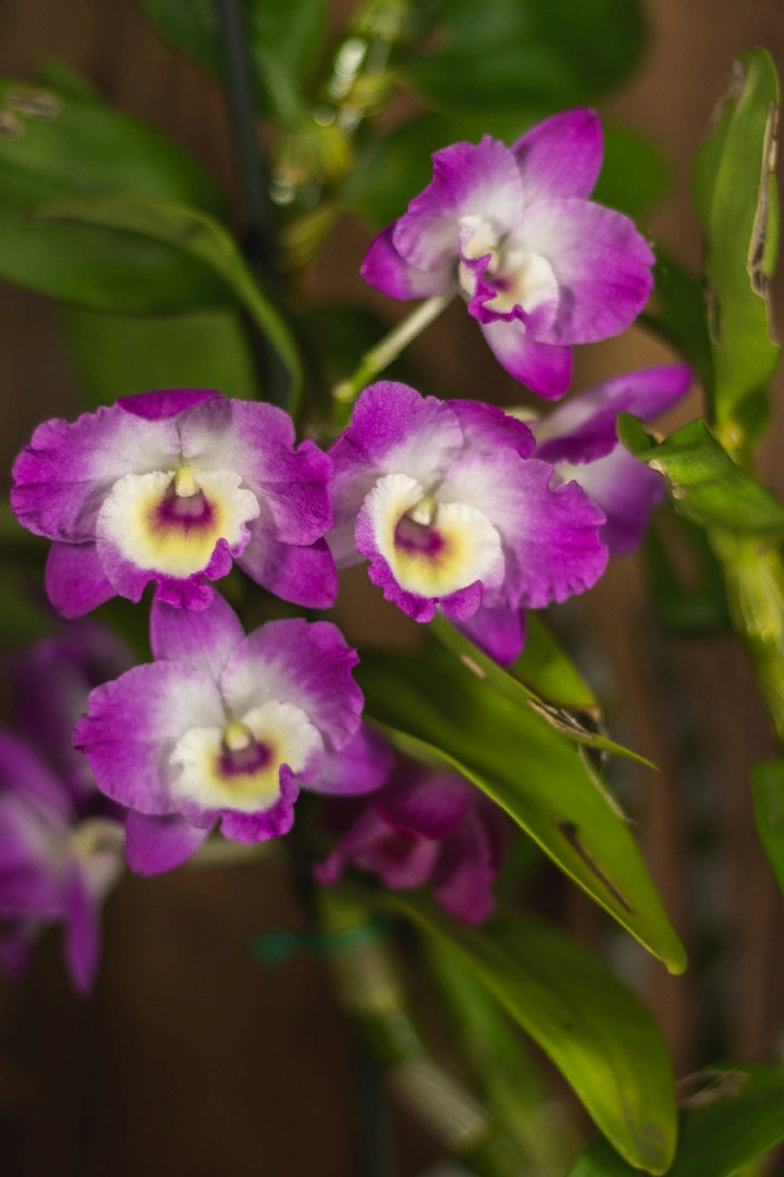 Информация для тех, кто спрашивал, как заставить цвести орхидею Дендробиум Нобиле. У многих она растит не цветы, а детки. 
Рецепт простой:
Летом, как только устанавливаются положительные температуры, выставляем орхидею на открытый воздух в полутени.
Для цветения важны ночные перепады температур.
Поливаем, подкармливаем удобрением для цветущих растений 1 раз в неделю (удобрение разводим не как на упаковке, а 1/4).

Как только начнут грозить ночные заморозки, заносим в дом и прекращаем полив ( за октябрь я полила 1 раз).

Всё, ждём цветочных почек😀.

Люблю Дендробиумы и вообще, все растения, цветущие в это время года.
Зима, очень не хватает ярких красок, их цветение особенно ценно для меня.

Мой красавец. Уже целый месяц наслаждаюсь его цветами (он ещё и пахнет).
