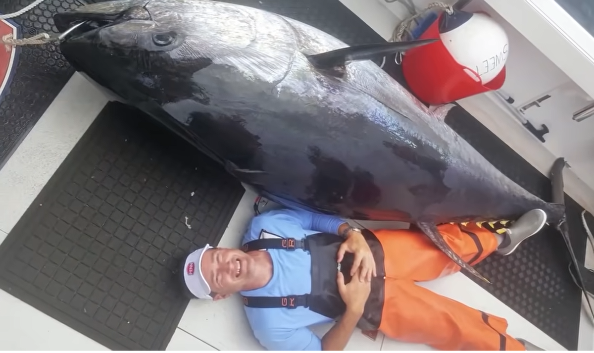 Голубой тунец весом 678 килограмм 