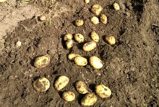 Урожайные грядки - картофель 2020 года