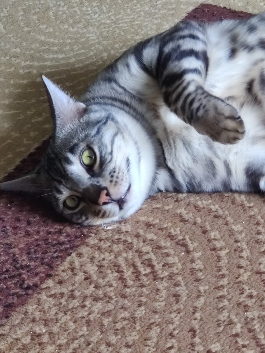 Кот милашка-улыбашка 😁😹😁 фото автора