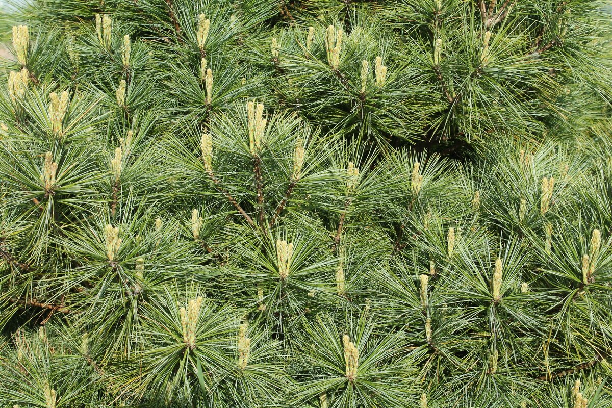 Pinus strobus 'Louie'