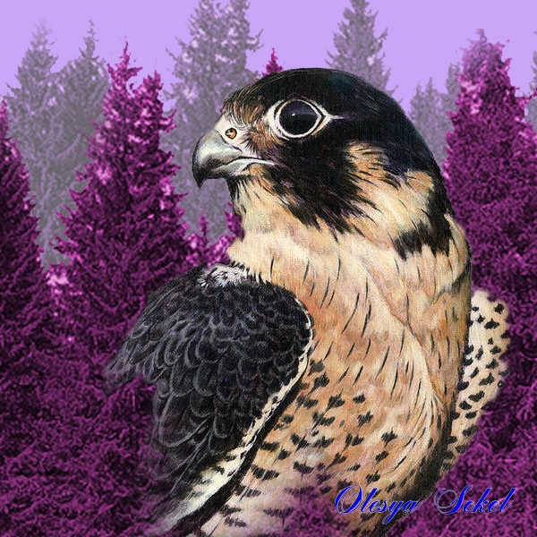 Иллюстрации Olesya | Sokol 