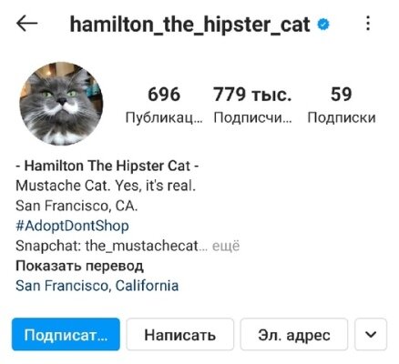 Как выглядят самые популярные котики Instagram
