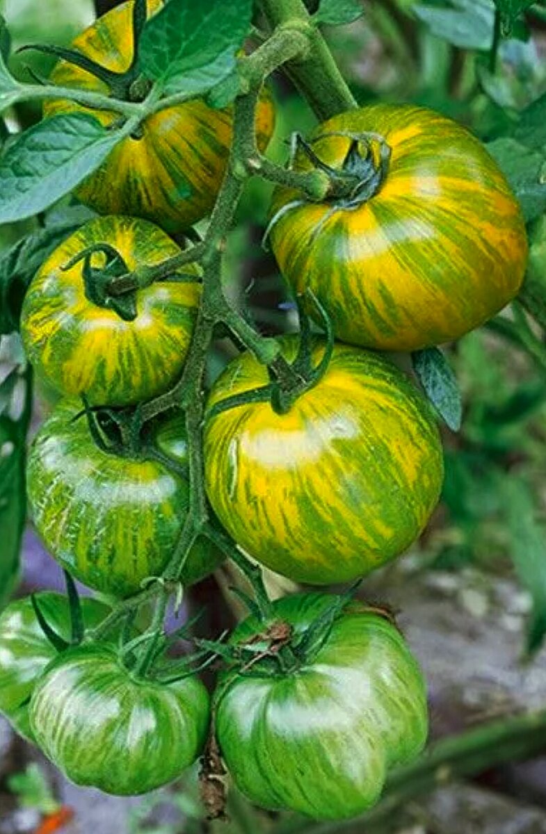 Изумрудное. Фотография из свободного доступа