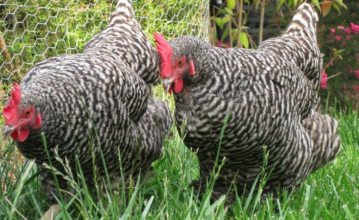куры породы Доминант