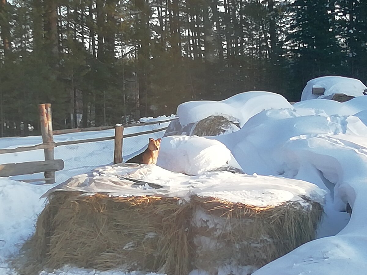 Рекс на тумбочке. 