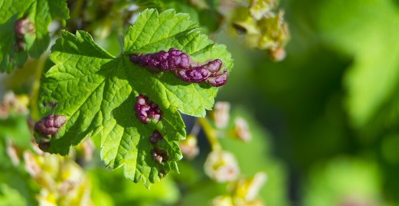 Вздутия и скручивания листьев (Фото используется по стандартной лицензии ©azbukaogorodnika.ru)