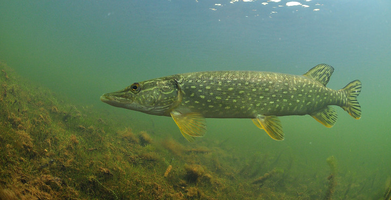 flickr.com / Paul Vecsei