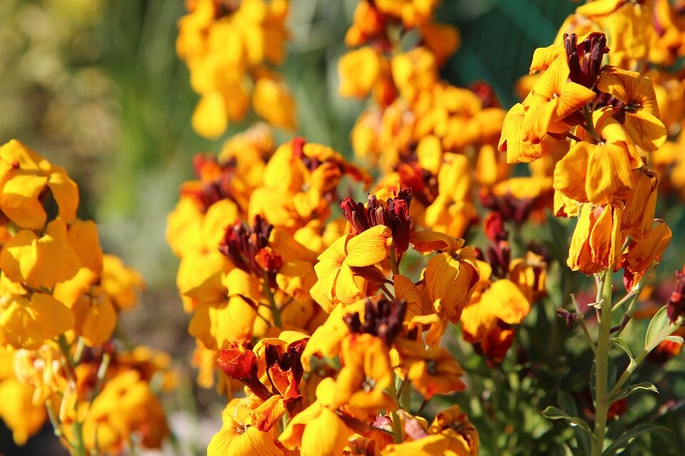 Современные сорта желтофиоли (растение из рода капустных) выглядят намного ярче и интереснее, чем очень скромные мелкие желтофиоли 19-го века
