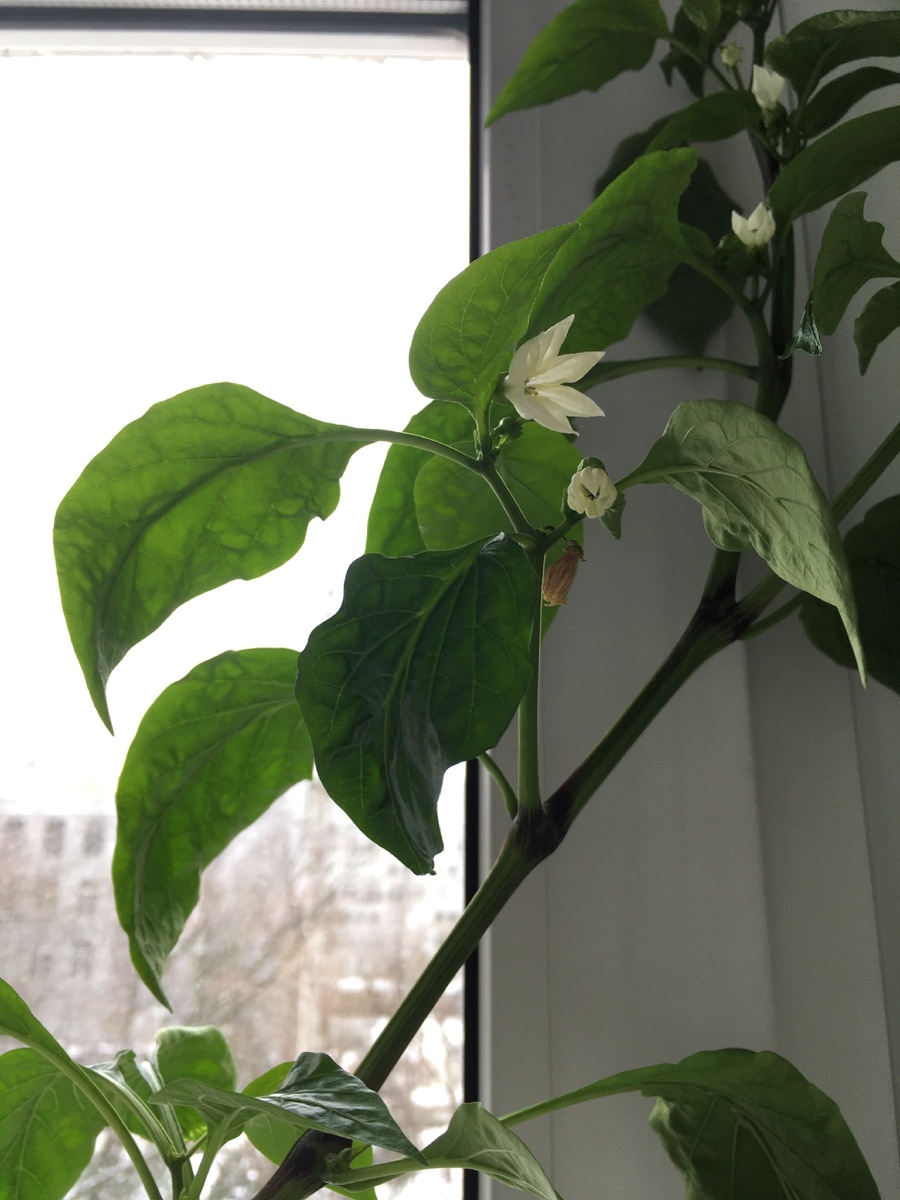 Цветёт всю зиму!