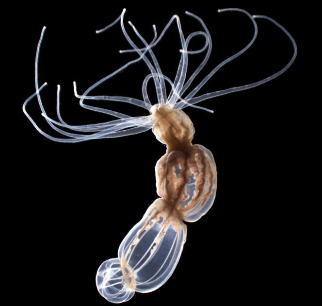 Актиния  вида Nematostella vectensis использует специализированные стрекательные  клетки, чтобы определять изменения в окружающей среде и выстреливать  токсичным шипом, который протыкает и отравляет добычу. Стрекательные  клетки в щупальцах используют уникальный ионный канал для запуска  жаления в ответ на присутствие добычи. Авторство: Кристоф Дюпре и Кейко  Уэйр